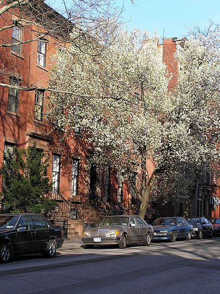 Brooklyn Callery Pear tree