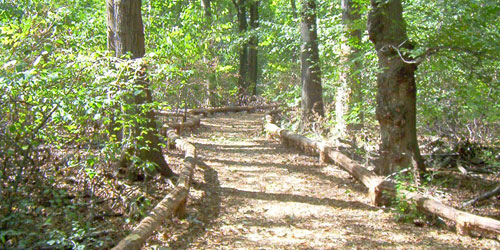 Prospect Park Midwood