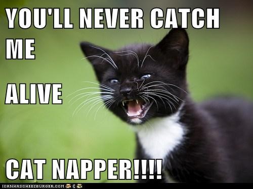 Cat thief catnapper