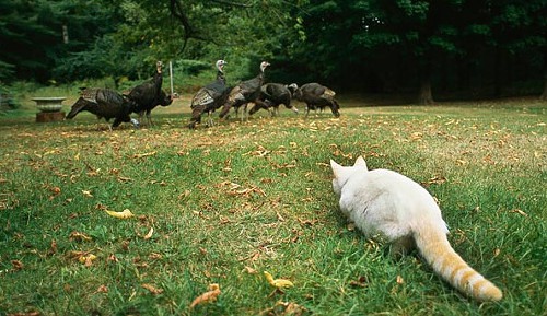 Cat hunting birds