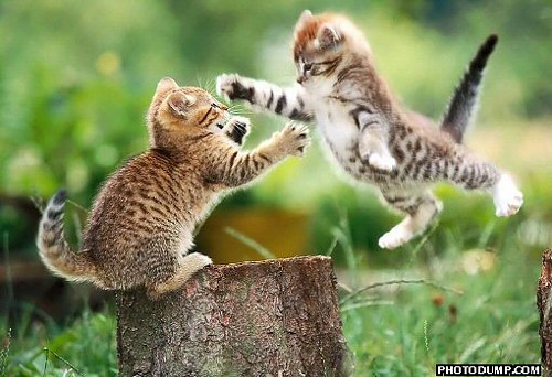 cats fighting