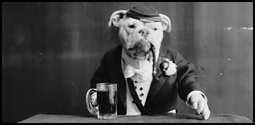 Dog at a bar drinking hipster