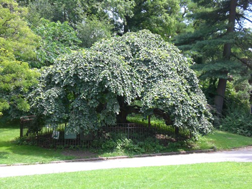 Prospect Park Camperdown Elm