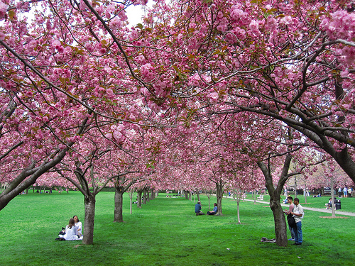 Brooklyn Botanic Garden Cherry Esplanade
