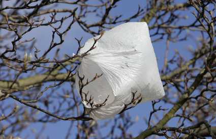 plastic bag in a tree NYC