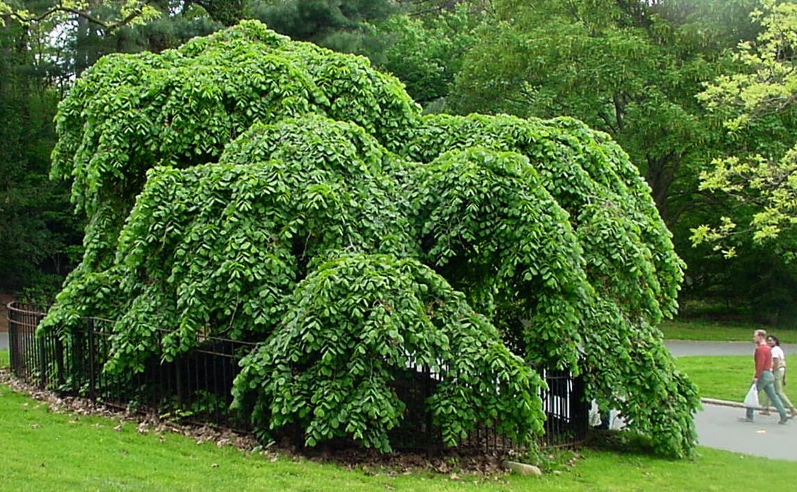 You can only find the Camperdown Elm in Prospect Park.