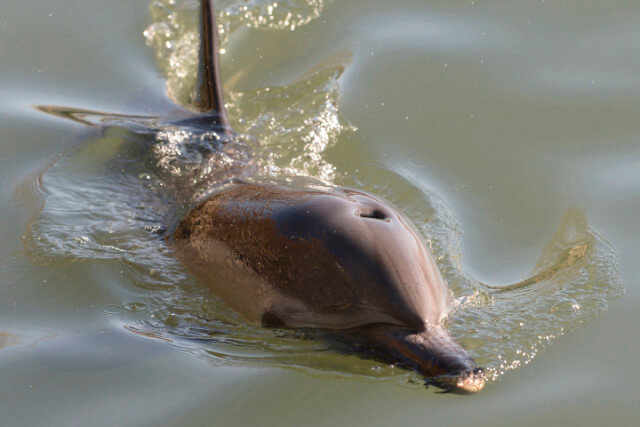 dolphin coney island brooklyn