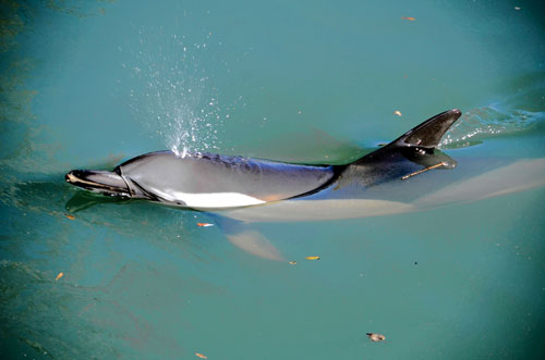 coney island creek dolphin brooklyn