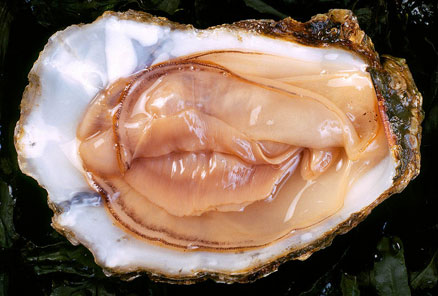 1357747865-oyster1