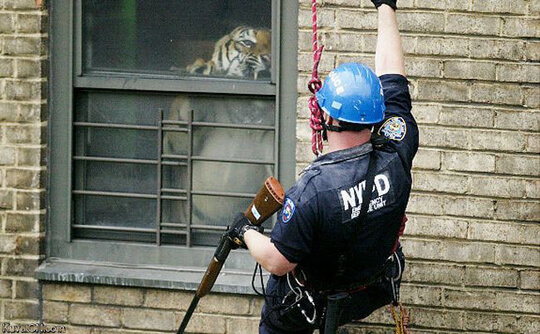 tiger_captured_in_new_york_apartment
