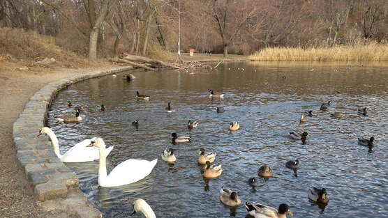 mute swans new york state