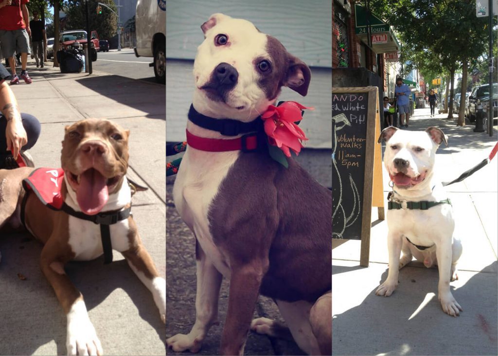 Greenpoint's Unleash Brooklyn Closing, Needs Homes For Three Pups