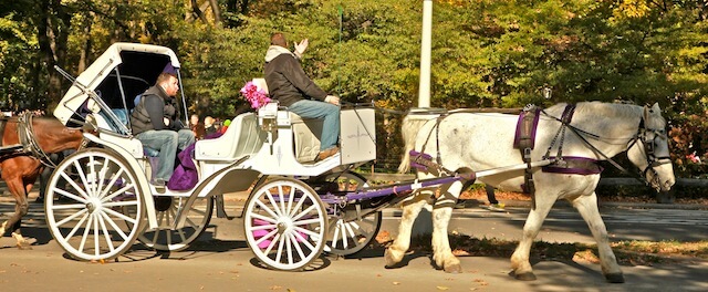 a horse carriage in central park, nyc
