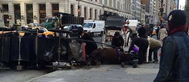 a carriage horse collapses on the street outside Central Park in NYC
