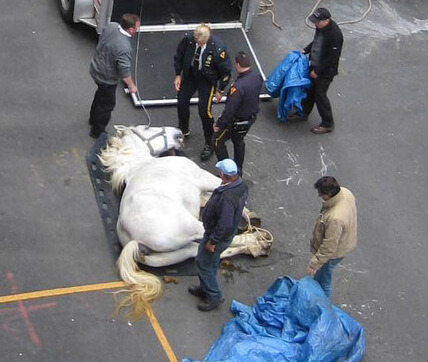 carriage horse nyc dead central park