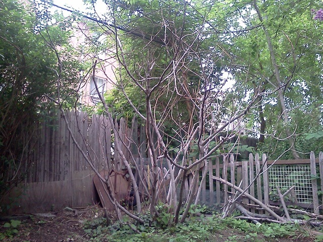 A fig tree in late May in Brooklyn that looks unhealthy if not dead