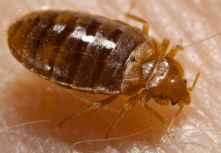 The bedbug epidemic in New York is over
