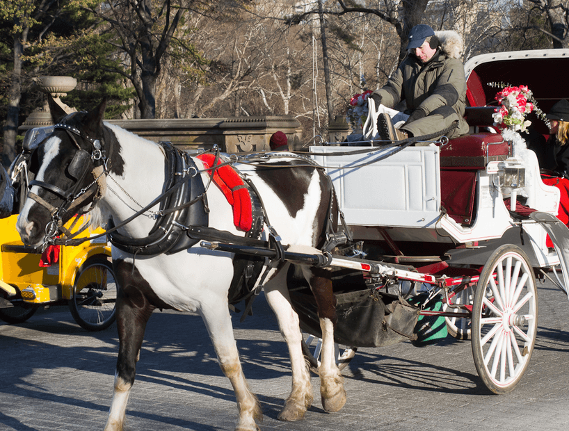Carriage Horse Ran Wild In Central Park Yesterday Before Crashing Into Taxi