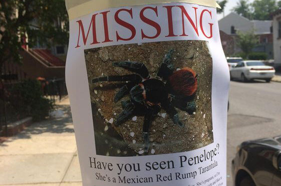 A Pregnant Tarantula Is Missing In South Slope