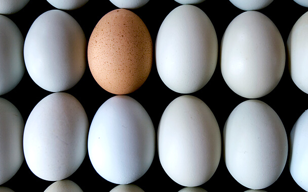 white brown eggs