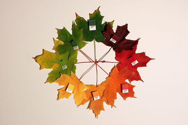640px-Autumn_leaves_(pantone)