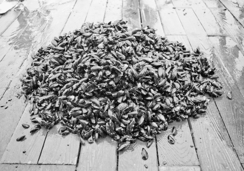 A Small, Good Thing On Finding and Eating the Best Mussels in Brooklyn