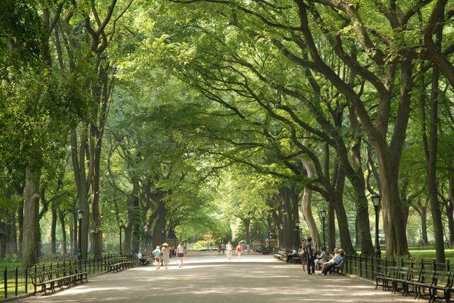 Central Park Mall Now c/o Central Park Conservancy