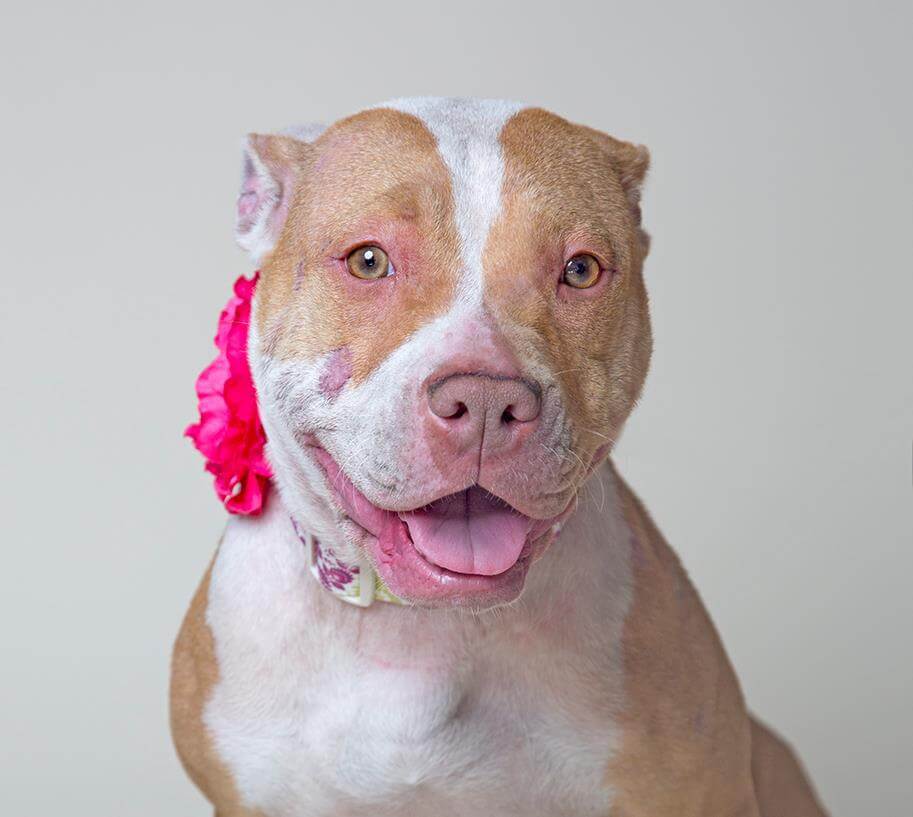 Don't you want to play with Xena? She's available for adoption at Sean Casey Animal Rescue.