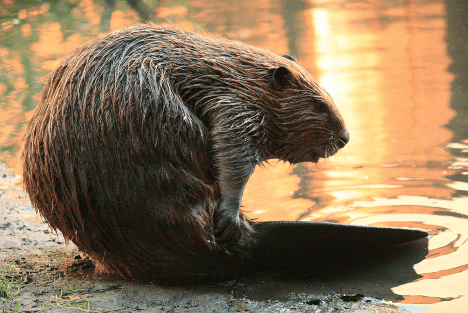 Contemplating the future. Yes, this is a beaver. No, it doesn't matter. One rodent is the same as another.