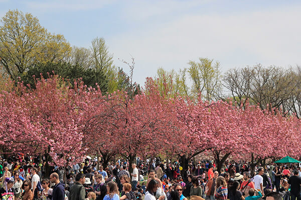 Sakura Matsuri