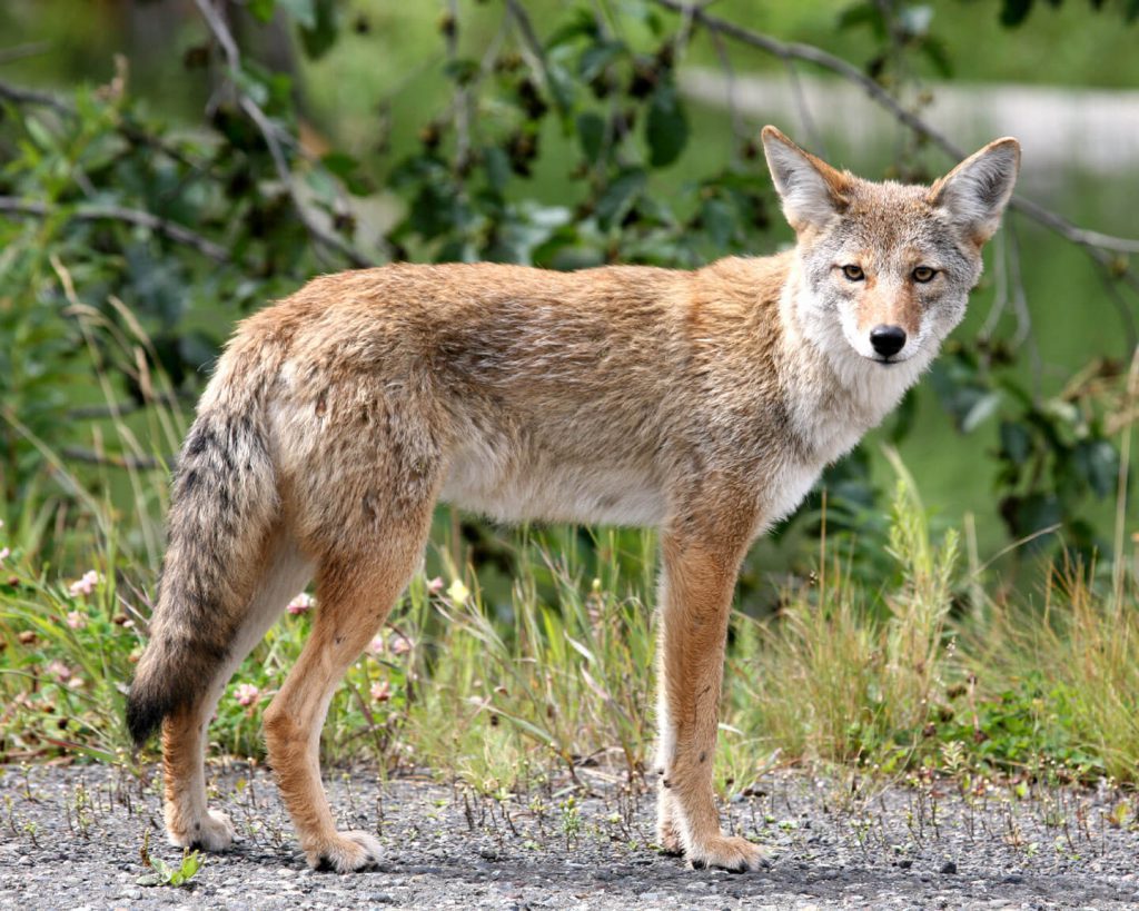 This is a coyote in Alaska, not New York City. But soon, New York City will be like Alaska, so get used to it.