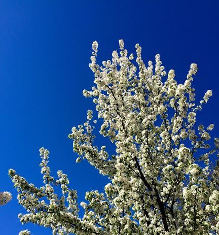 The beautiful Callery pear aka the semen tree The Callery Pear