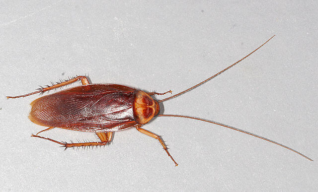 640px-American-cockroach