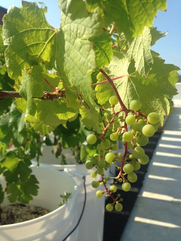 Three-year old vines, taken from Shomaker's pilot project, on the rooftop in Navy Yard.