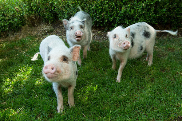 Welcome, mini pigs. Image by Julie Larsen Maher/Wildlife Conservation Society