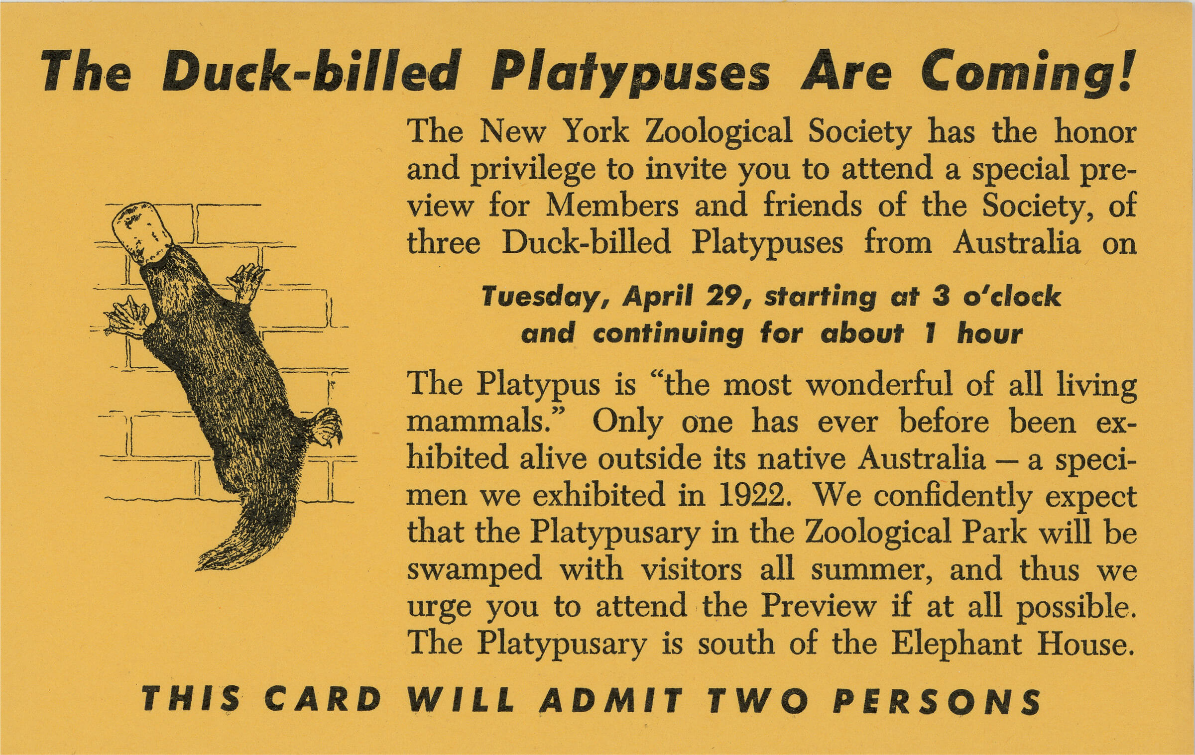 Vintage promotional material for a new exhibit at the zoo, via Culture in Transit. Image: © Wildlife Conservation Society