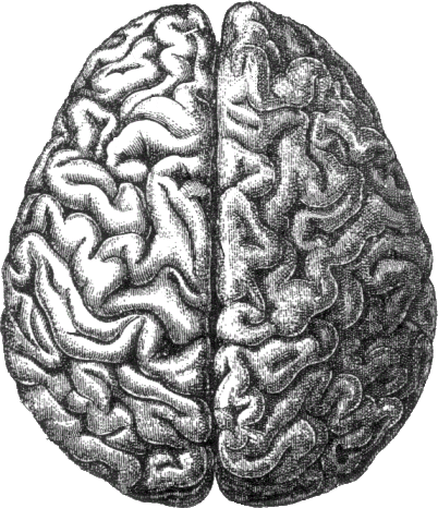 Human_brain