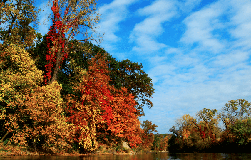 fall foliage 