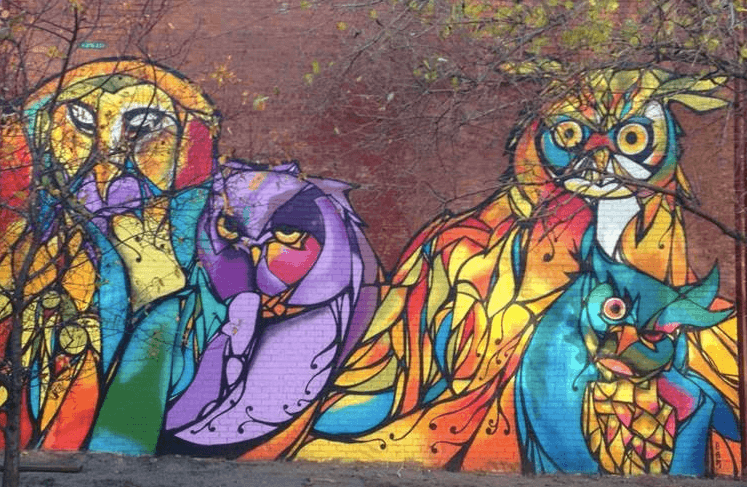 CAM's York Street Owls.