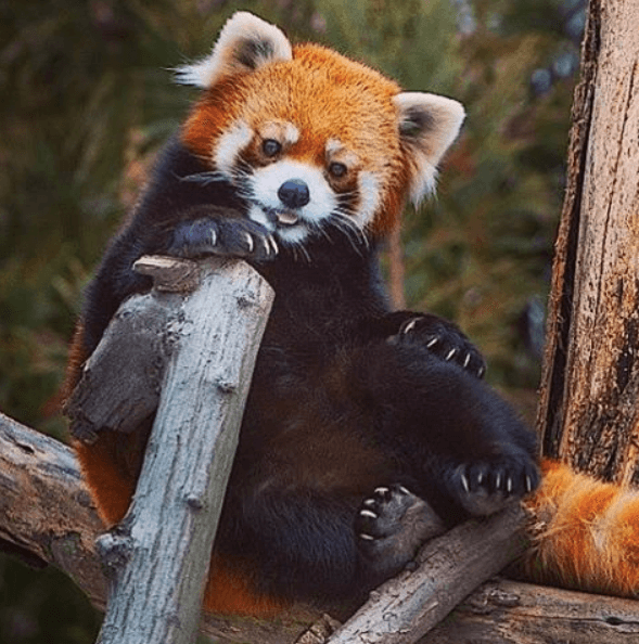 Go bonkers over baby pandas at Prospect Park. (Via Prospect Park Zoo Instagram)