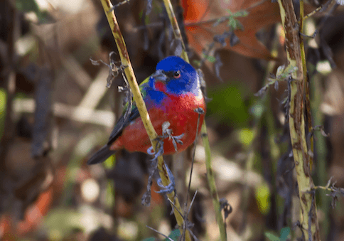 The Prospect Park Painted Bunting photo by Rob Bate, head of the Brooklyn Bird Club