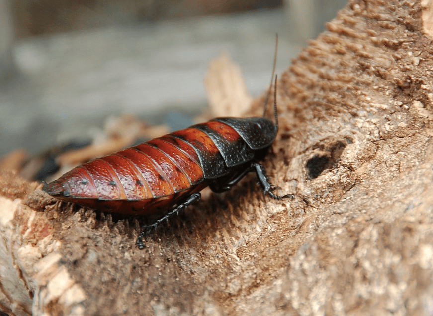 Your lover: the Madagascar hissing cockroach. 