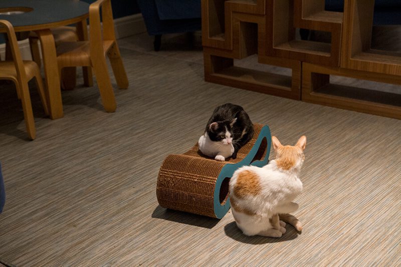 Getting Cozy with Cats Inside Brooklyn's First Cat Café Brooklyn