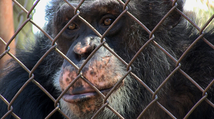 A chimpanzee named Merlin, as seen in UNLOCKING THE CAGE, a film by Chris Hegedus and D A Pennebaker. Courtesy of Pennebaker Hegedus Films/HBO. A First Run Features Release.