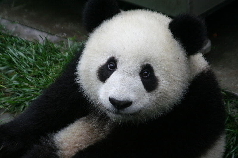 Pandas Are Now Vulnerable and Going to Therapy