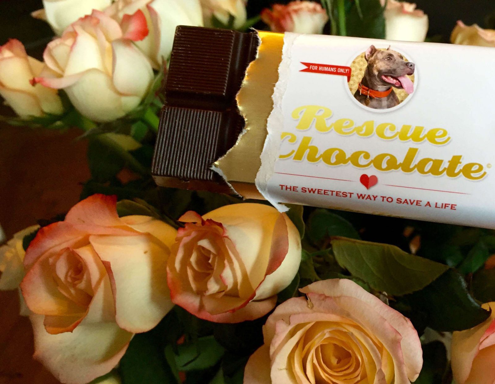 Good is the New Cool Rescue Chocolates, Deliciousness that Helps Dogs