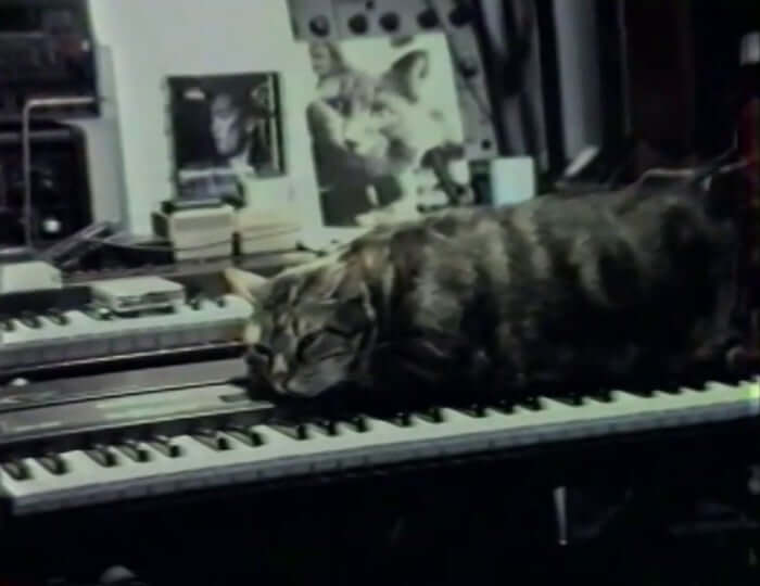 nyc repertory-cat listening to music