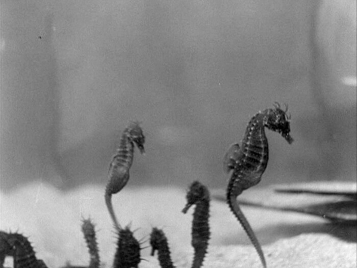 nyc repertory-Lhippocampe-The-Seahorse