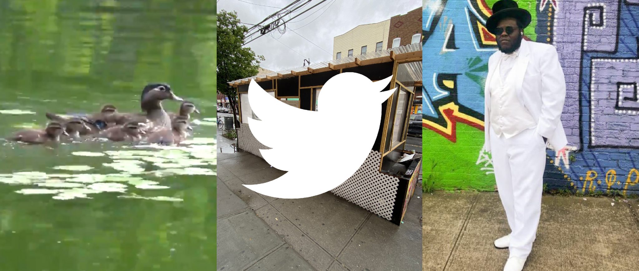 Have All the Fig Trees in Brooklyn Died? Brooklyn Magazine