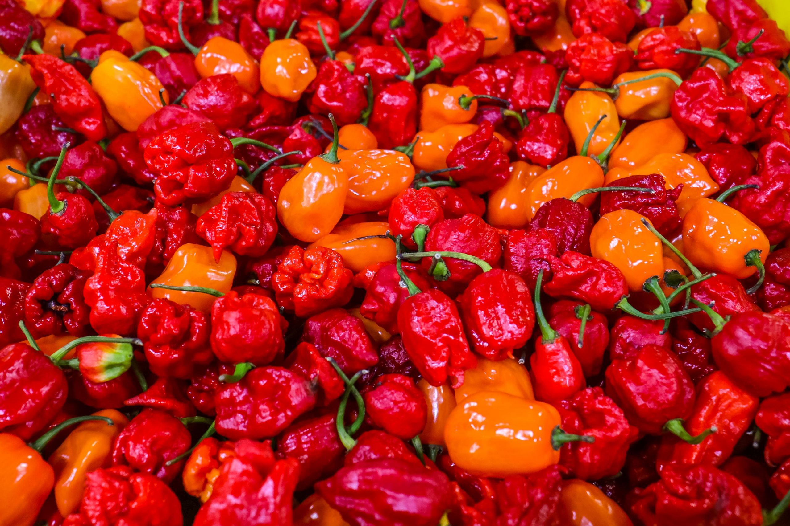 Delicious agony Photos from the Eighth Annual Hot Sauce Expo Brooklyn Magazine